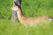 Hokkaido,Japan - June 22, 2022: Wild Hokkaido Deer Cervus Nippon Yesoensis In The Grass Near Furepe Waterfall In Shiretoko National Park, Hokkaido, Japan
