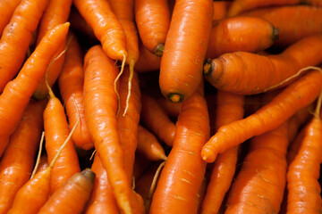 Closeup of Farm Fresh Organic Heirloom Carrots