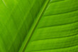 © leungchopan - Green leave texture pattern close up