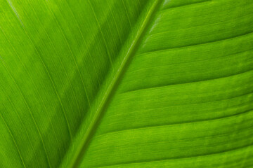 Wall Mural - Green leave texture pattern close up