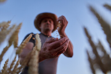 Wall Mural - Farmer checking to see if the wheat is ripe