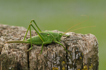 Poster - A rare Great Green Bush-cricket, Tettigonia viridissima, resting on a dead tree stump in a meadow.