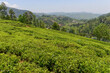 Lush green tea gardens in plantation in Conoor in south India