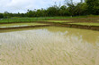 Newly planted paddy saplings in a water filled field in Asia