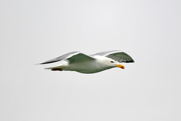 Wall Mural - Mittelmeermöwe // Yellow-legged gull (Larus michahellis) - Axios-Delta, Griechenland