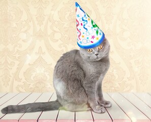 Wall Mural - Cute cat in party hat on posing on the background