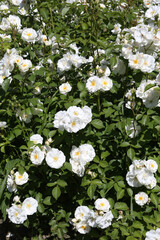 Wall Mural - White roses (grade Spinaker, De Ruiter Innovations B. V.) in garden. Buds, inflorescence of flower closeup. Summer nature. Postcard with white rose. Roses blooming. White flowers, roses blossom. Photo