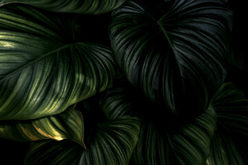 Wall Mural - Closeup green leaves of tropical plant in garden. Dense dark shiny green leaf texture background. Green leaves for spa background. Green wallpaper. Ornamental plant in the garden. Beauty in nature.