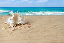 Beautiful Seashell On The Sand Of The Beach, Against The Backdrop Of The Sea. Place For Your Text. Summer Background.