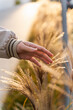 © NFstock - Cropped view of the female walking through the wheat field in early September. Hand touching gold spikelets of wheat. Fingers sliding