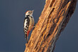 Dzięcioł średni, Middle spotted woodpecker. Dendrocopos medius