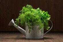A Bunch Of Green Dill And Parsley In An Iron Watering Can, Dark Wooden Background, Concept Of Fresh Vegetables And Healthy Food