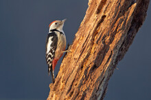 Dzięcioł średni, Middle Spotted Woodpecker. Dendrocopos Medius