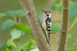 Dzięciołek, Lesser Spotted Woodpecker (Dendrocopos minor)