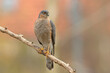 Krogulec, European sparrowhawk (Accipiter nissus)