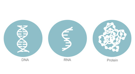 The molecule of molecular biology : DNA, RNA and protein that explore concept icon of Blue and White color