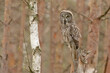 puszczyk uralski, Great grey owl, Strix nebulosa