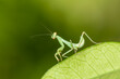 Green mantis on a green leaf close up view. Macro photo.
