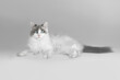 A thoroughbred beautiful cat lies on a gray background like a lion and looks into the camera. Munchkin breed.