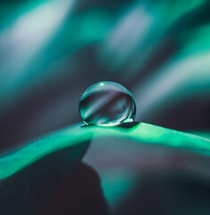 Wall Mural - Transparent drop of water on a flower petal in blue and green flowers in macro