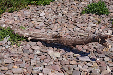 A Driftwood Log On The Pebble Beach At Blue Anchor In Somerset, England