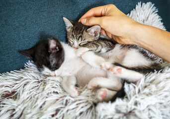 Wall Mural - A woman's hand touches tenderly head of a sleeping kitten