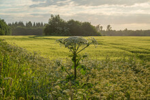 Cow Parsnip (Heracleum Sosnowsky) Field In Bright Sunset Light In Summer