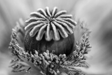 Black And White Macro Photo Of Poppy Flower Bud