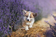 Fluffy corgi Pembroke puppy sitting in lavender field 