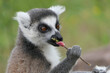 Eating lemur