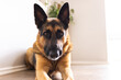 © Wavebreak Media - Portrait of german shepherd lying on hardwood floor against white wall at home, copy space