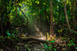 sunlight in deep unexplored tropical amazonian rainforest  - Reserva nacional Pacaya Samiria, Peru, Amazonia