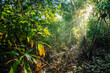 sunlight in deep unexplored amazonian rainforest - Reserva nacional Pacaya Samiria, Peru, Amazonia