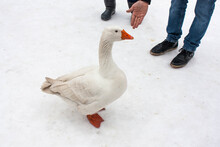 Red Neb Duck In Front Of Snow Background	
