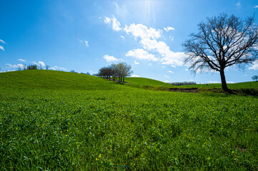 Poster - Green hills of Tuscany