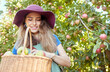 © Jade M/peopleimages.com - Smiling apple farmer harvesting fresh fruit on her farm. Happy young woman using a basket to pick and harvest ripe apples on her sustainable orchard. Surrounded by green plants