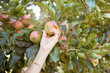 © Jade M/peopleimages.com - Hands of farmer harvesting juicy nutritious organic fruit in season to eat. Closeup of one woman reaching to pick fresh red apples from trees on sustainable orchard farmland outside on sunny day.