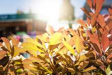 The Bright Yellow-red Foliage Of The Shrub Is Illuminated By The Bright Rays Of The Sun Penetrating Through It. Closeup Photo. Soft Focus.