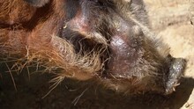 Close Up Shot Of A Red River Hog Snout Looking For Food