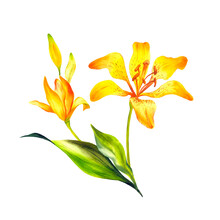 Lilies Are Orange, Watercolor Illustration With Orange Lilies On An Isolated Background, Bouquet Of Orange Lilies, Botanical Illustration.
