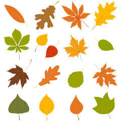 Wall Mural - autumn leaves on white background set vector
