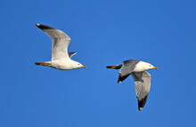 Mittelmeermöwe (Flugstudie) // Yellow-legged Gull (Larus Michahellis) - Axios Delta, Griechenland