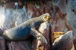 wild seal on rock - islas ballestas, Paracas, Peru 