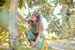 © Jade M/peopleimages.com - Young cheerful woman picking apples from a tree. Happy female grabbing fruits in an orchard during harvest season. Fresh red apples growing on a farmland. Farmer harvesting fruit from trees on a farm