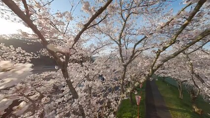 Wall Mural - Japan cherry blossom by FPV drone