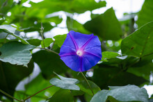 Morning Glory Is A Gorgeous Heirloom Morning Glory Once On The Edge Of Extinction. Plants Display Large Rich Velvety Royal Purple Trumpet-shaped Flowers. Each Bloom Is Embedded With A Bright Rose Star