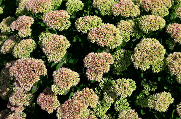 Canvas Print - Orpine. Sedum foliage, greenery garden plants at springtime.