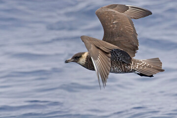 Wall Mural - Pomarine Jaeger, Stercorarius pomarinus, in flight