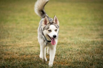 Pomeranian Husky Mix running in yard