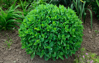 Canvas Print - Orpine. Sedum foliage, greenery garden plants at springtime.